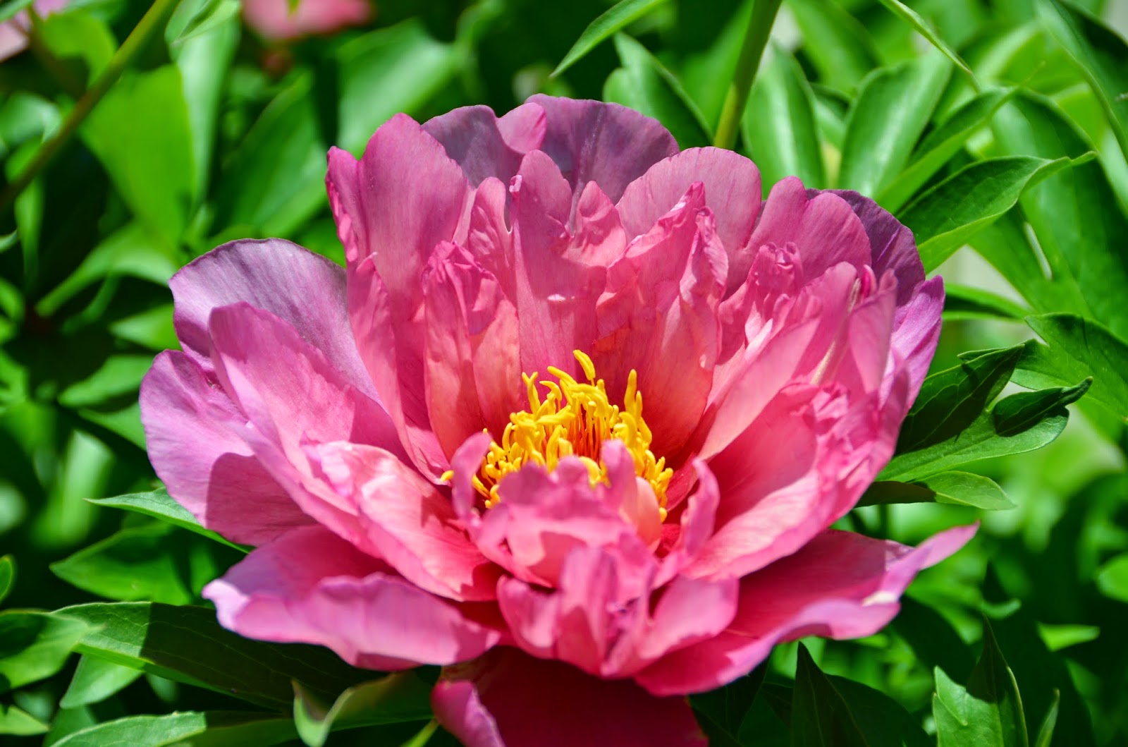 Пион Пинк Дабл Молочноцветковый