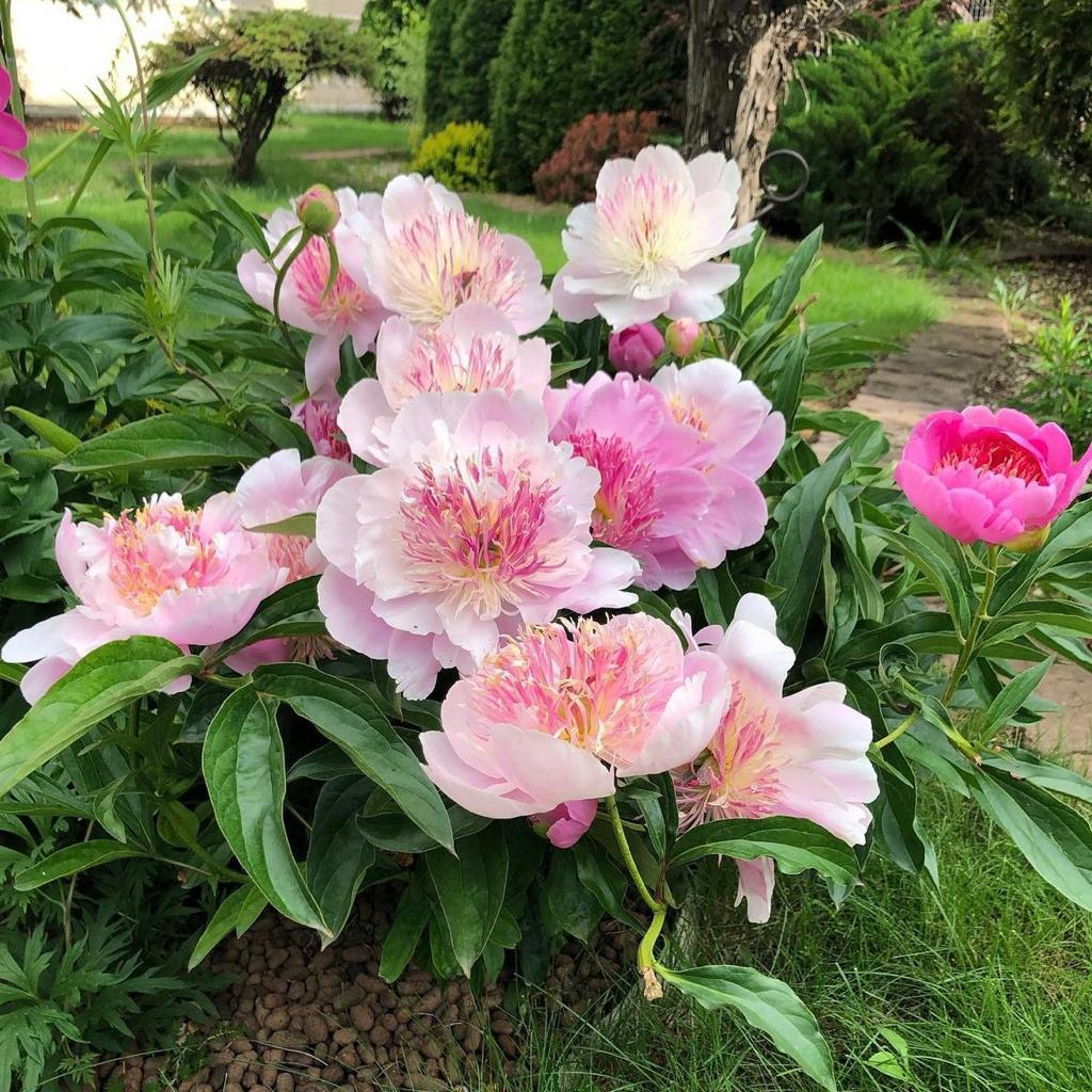 Пион Ду Телл