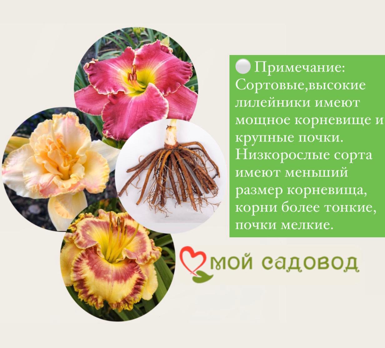 ЛИЛЕЙНИК НАЙТ ЭМБЕРС