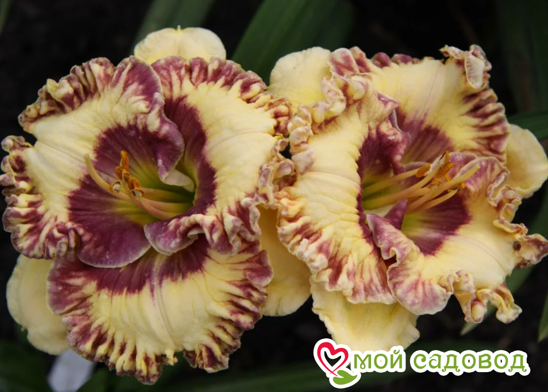 ЛИЛЕЙНИК СЧАСТЬЯ