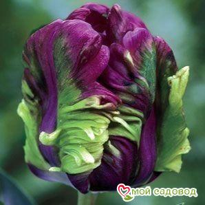 Тюльпан Экзотик Хэвен