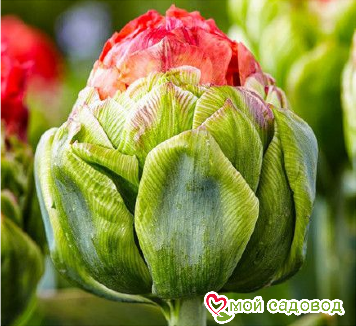 Тюльпан Бычий Глаз